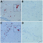 Thumbnail of Immunohistochemistry (IHC) for ovine astrovirus CH16 in brain tissues of a sheep (ID 41669) with encephalitis using polyclonal antisera targeted at the putative capsid protein of bovine astrovirus CH15 A) IHC of hippocampus capsid protein conserved region showing positive staining (box at left; box at right shows area at higher magnification); B) negative control. C) IHC of hippocampus capsid protein variable region showing positive staining (box at left; box at right shows area at 