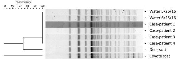 Pulsed-field gel electrophoresis (PFGE) analysis of Shiga toxin 1– and 2–producing Escherichia coli O157 isolates digested with XbaI. A dendrogram displaying PFGE pattern similarity is shown at left. The PFGE profiles for the case-patients and water isolates were identical and designated as pattern EXH01.0238 by PulseNet (https://www.cdc.gov/pulsenet/). The PFGE patterns for the deer and coyote scat isolates shared &gt;95% similarity with pattern EXH01.0238. Dates on water samples indicate date 