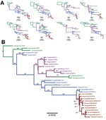 Thumbnail of Phylogenetic trees of canine influenza A(H3N2) virus (H3N2 CIV) sequences showing the initial emergence of the virus in southern China (green branches), its appearance in northern and eastern China (magenta branches) and South Korea (blue branches), and its introduction into the United States (red branches). A) Individual genome segment sequences. Red branch numbers indicate bootstrap proportion of US H3N2 CIV clade. Asterisks indicate polyphyletic clades containing US strains and m