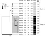 Thumbnail of Neighbor-joining dendrogram (500 bootstrap values) for core genome sequences of clonal complex 11 Neisseria meningitidis strains with serogroup W capsules, Western Australia, Australia, January 2013–December 2016. The resistance phenotype for the penicillin G (PenG) gene for each isolate is provided using the following breakpoints: sensitive (MIC &lt;0–0.06 mg/L), intermediate (0.12–0.25 mg/L) and resistant (&gt;0.5 mg/L). Two clusters (A and B) were observed, which contain isolates