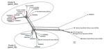 Thumbnail of Phylogenetic reconstruction by using an unrooted neighbor-net algorithm of core genomes of clonal complex 11 Neisseria meningitidis strains with serogroup W capsules (MenW:cc11), Western Australia, Australia, January 2013–December 2016. Blue circles indicate isolates in cluster A from Western Australia; red circles indicate isolates in cluster B from Western Australia; gray circle indicates ExNm672, a strain isolated from a traveler; open squares indicate the 5 MenW:cc11 isolates in