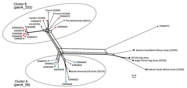 Phylogenetic reconstruction by using an unrooted neighbor-net algorithm of core genomes of clonal complex 11 Neisseria meningitidis strains with serogroup W capsules (MenW:cc11), Western Australia, Australia, January 2013–December 2016. Blue circles indicate isolates in cluster A from Western Australia; red circles indicate isolates in cluster B from Western Australia; gray circle indicates ExNm672, a strain isolated from a traveler; open squares indicate the 5 MenW:cc11 isolates in the PubMLST 