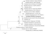 Thumbnail of Phylogenetic analysis of concatenated nucleotide sequence of novel spotted fever group Rickettsia, Candidatus R. xinyangensis (bold), Xinyang, China, 2015. The partial nucleotide sequences of genes htrA (421 bp), gltA (1,092 bp), ompA (332 bp), ompB (456 bp), and sca4 (245 bp) were concatenated and compared via the maximum-likelihood method by using the best substitution model found (i.e., Tamura 3-parameter plus gamma) and MEGA version 5.0 (http://www.megasoftware.net). A bootstrap