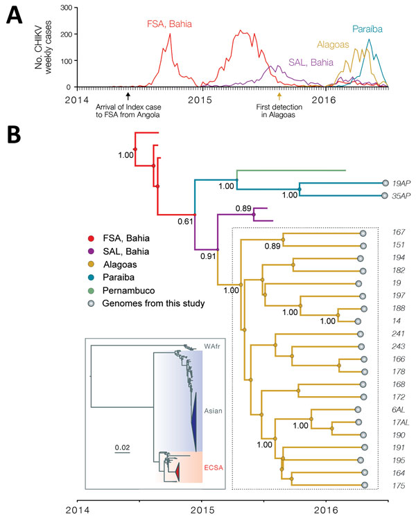 Epidemiologic and genetic surveillance of CHIKV in Northeast Brazil. A) Notified CHIKV cases for Alagoas State (Maceió municipality), Paraíba State (João Pessoa municipality), and Feira de Santana (FSA) and Salvador (SAL) municipalities (3), both located in the Bahia state. B) Molecular clock phylogeny obtained using 23 novel CHIKV sequences (with length &gt;4,000 nt) collected in Northeast Brazil (dashed box). Numbers along branches represent clade posterior probability &gt;0.75. Colors in bran