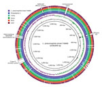 Thumbnail of Blast ring genome comparison of Legionella pneumophila strains from investigation of Legionnaires’ disease outbreak caused by an endemic strain of L. pneumophila, New York City, New York, USA, 2015. Comparison is shown between South Bronx outbreak strain (F4469) and other sequenced strains (Philadelphia 1, Corby, Alcoy, Paris, and Lens). The 2 innermost circles indicate G + C content and G + C skew, respectively, of the outbreak strain genome. Gaps in outer circles indicate genome a