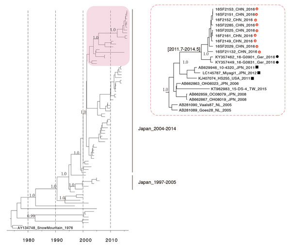 Molecular clock phylogeny of norovirus strain GII.2 VP1 gene sequences. The tree is a maximum clade credibility phylogeny with the GII.2 VP1 sequences, including the Guangdong, China, outbreak strains (red box, enlarged at right). Red dots indicate GII.2/Guangdong/2016 strains; black dots indicate outbreak strains from Germany, 2016; black squares indicate closely related GII.2 strains reported in previous years.