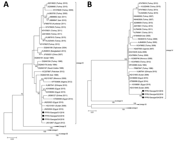 Phylogenetic analysis of peste des petits ruminants virus from Georgia, 2016: A) nucleocapsid (N) gene fragment; B) fusion protein (F) gene fragment. Black dots indicate samples sequenced in this study. Bootstrap values of 1,000 replicates are shown at the nodes. GenBank accession numbers are indicated for reference viruses. Scale bars indicate the number of nucleotide substitutions per site.