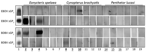 Western blot results of individual bat serum samples probed against Zaire ebolavirus and Bundibugyo ebolavirus glycoproteins 1 and 2 (GP1, GP2). Boldface indicates positivity by Western blot and underlining indicates positivity by Bio-Plex (Bio-Rad, Hercules, CA, USA). 1, soluble GP1 and GP2 blotted with control anti–Ebola virus nonhuman primate polyclonal serum that demonstrates cross-reactivity with Bundibugyo ebolavirus soluble GP. Other numbers along baseline correspond to the following samp