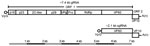 Thumbnail of Genomic organization of RHDV detected in rabbits, Australia. A) RHDV has a polyadenylated single-stranded positive-sense gRNA of ≈7.4 kb consisting of 2 ORFs (open boxes), with the VP (open circle) covalently attached to the 5′ end. ORF1 encodes a polyprotein that is proteolytically cleaved to produce the major capsid protein, VP60, and the nonstructural proteins p16, p23, 2C-like protein (2C-like), p29, VPg, the viral protease, and the RdRp. ORF2 encodes the minor structural protei