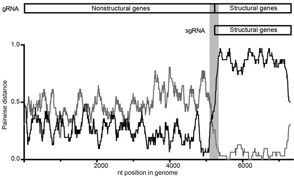 RDP plot (42) demonstrating recombination in a representative RHDVa strain from Australia. The pairwise identity of the recombinant, KYO-1, with the putative parental strains, RHDVa/AB300693.2/JPN/Hokkaido/2002 (black) and RCV-A1/EU871528.1/AUS/MIC-07(1–4)/2007 (dark gray), is plotted according to genome position (nt). A clear crossover event can be observed at the junction of RNA-dependent RNA polymerase and viral protein 60. The window size was set to 30. A schematic representation of the rabb