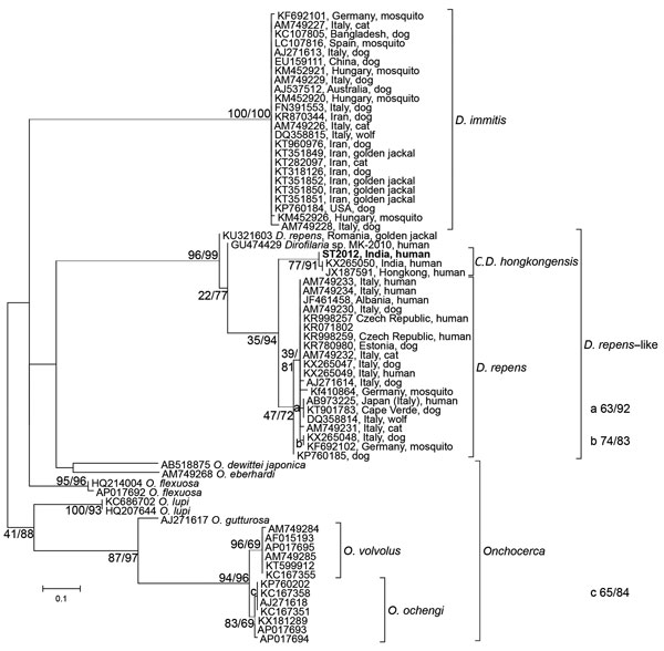 Phylogenetic analysis of the genus Dirofilaria based on cytochrome C oxidase subunit I gene sequences from a worm surgically extracted from the eye of a patient who had returned to Austria after travel to India. Bootstrap values and results of the Shimodaira-Hasegawa test are shown before and after the slash. The sequence from the current patient is shown in bold, and clusters within Candidatus Dirofilaria hongkongensis, with Dirofilaria repens as the sister taxon. Two samples, classified as Dir