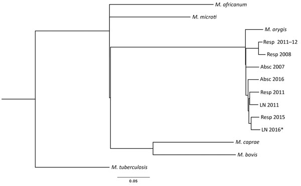 Maximum-likelihood single-nucleotide polymorphism (SNP) tree of 8 Mycobacterium orygis and 1 M. caprae isolates obtained from patients in New York, USA. Alignment of 5,242 total SNP positions was calculated by using PhyML version 20111216 (http://www.atgc-montpellier.fr/phyml/) general time reversible plus gamma model under 8 categories with best of nearest-neighbor interchange, subtree pruning, and regrafting with 5 random starting trees. Included in the tree are M. tuberculosis H37Rv (GenBank 