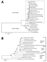 Thumbnail of Phylogenetic analysis of the Zika virus sequence derived from a patient returning to Japan from Vietnam in November 2016. The phylogenetic tree was based on a nearly complete genome and constructed by using the maximum-likelihood method (MEGA 7.0, http://www.kumarlab.net/publications). The sequence derived from the patient is indicated with an arrow. A) The phylogenetic tree based on a nearly full-length region. B) The expanded Asian lineage branch (dotted box in panel A). Scale bar