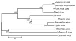 Thumbnail of Phylogenetic analyses of partial polymerase polymerase basic 2 sequences of selected orthomyxoviruses. Bourbon virus sequences from 2 pools of Amblyomma americanum ticks (male adults, MO-2013-1246; nymphs, MO-2013-2499) collected in Missouri, USA, during 2013 grouped with the sequence of the original Bourbon virus isolated from a man who died in Bourbon County, Kansas, USA, during 2014. The evolutionary history was inferred using the neighbor-joining method with 2,000 replicates for