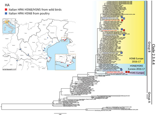 Highly pathogenic avian influenza A(H5N8) and A(H5N5) in birds, Italy, 2016–17). A) Geographic distribution of cases in wild (red) and domestic (blue) birds in northern Italy. Squares indicate the samples sequenced in this study; circles indicate positive samples for which no genetic information was available at the time of writing. B) Maximum likelihood phylogenetic tree of the hemagglutinin gene of clade 2.3.4.4 viruses. Viruses analyzed in this study are indicated with red (wild birds) and bl