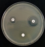 Thumbnail of Inhibition of FosA-mediated fosfomycin resistance by phosphonoformiate. A modified Kirby-Bauer disk diffusion susceptibility assay was performed. In brief, a Mueller-Hinton agar plate was streaked with a 0.5 McFarland suspension of the isolate assayed. Three disks were placed on the agar: a 200-µg fosfomycin disk (upper left), a 100-µg phosphonoformiate disk (lower center), and a disk with both a 200-µg fosfomycin and 100-µg phosphonoformiate (upper right). The diameter of the growt
