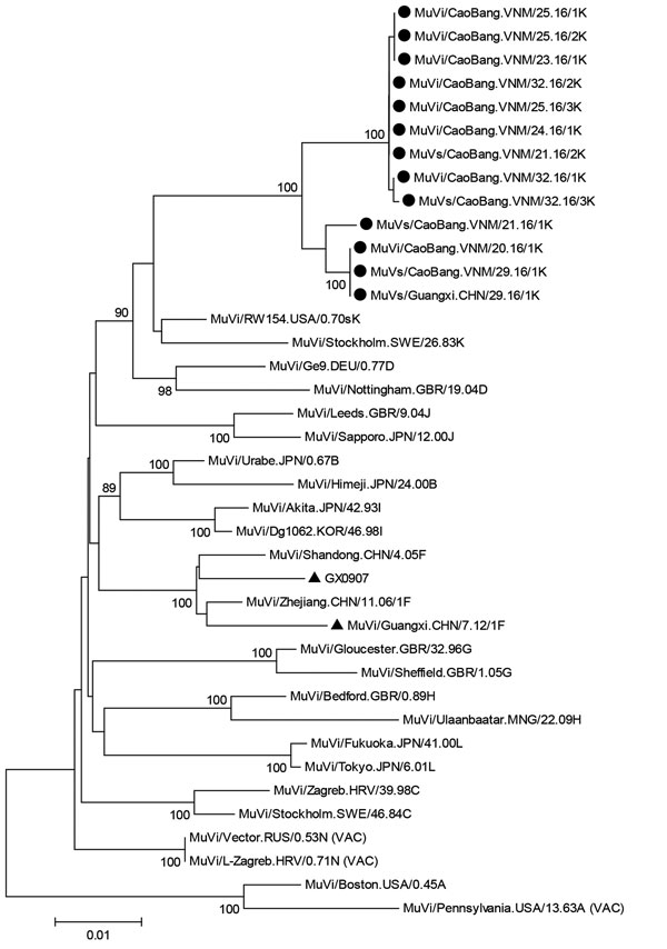Phylogenetic tree of hemagglutinin–neuraminidase genes of 13 isolates of mumps virus genotype K from 1 patient from China and from 12 patients from Vietnam (solid black circles) compared with reference isolates. Solid black circles indicate MuV K strains isolated in this study. Solid black triangles indicate F strains isolated in Guangxi Province, China. The tree was constructed by using the neighbor-joining method in MEGA6 software (7). The Kimura-2 parameter model was used, and robustness of i
