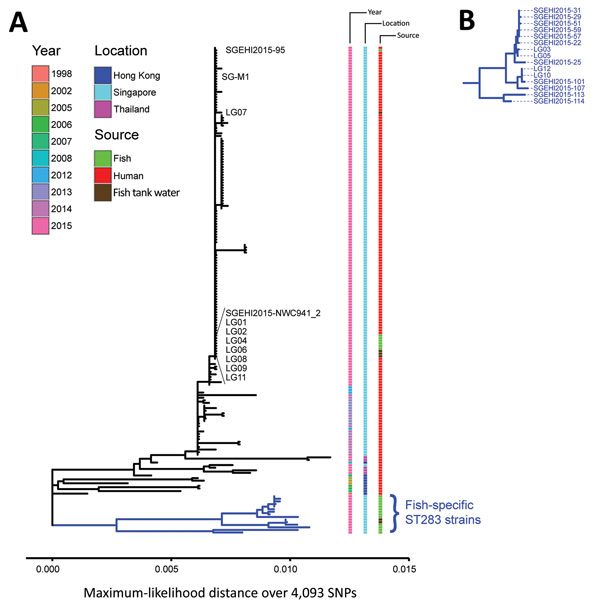 Phylogenetic analysis of group B Streptococcus (GBS) infections caused by improper sourcing and handling of raw fish for raw consumption, Singapore, 2015–2016. A) Maximum-likelihood single-nucleotide polymorphism (SNP)–based tree for GBS ST283 strains relative to the SG-M1 reference human outbreak strain. Year, location, and source (human or fish) for isolates are indicated. Twelve strains from 6 fish (SGEHI2015-NWC941, SGEHI2015–95, LG01, LG02, LG04, and LG06) and 4 fish tank water samples (LG0