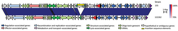 The sequence of the Stx2a-encoding phage from the July 2014 Dorset County, England, outbreak strain of Shiga toxin–producing Escherichia coli O55:H7, designated 122262, showed &gt;98% nt identity with an outlier Stx2a-encoding phage designated 155, found in a subset of isolates off Shiga toxin–producing Escherichia coli O157 geographically associated with the island of Ireland. The main difference between the 2 prophages was an insertion sequence element.