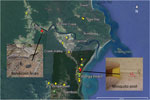 Thumbnail of Sample collection for detection of Mycobacterium ulcerans DNA in Buruli ulcer–endemic area, northern Queensland, Australia. Environmental samples were collected in the Daintree River basin during September (yellow) and October (green) 2013. Red indicates locations where Bandicoot feces and mosquito pool samples with positive results by real-time PCR for all 3 M. ulcerans targets were collected. Inset shows specimens from bandicoots and mosquitoes. Map created by using Google Earth (