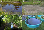 Thumbnail of Sample locations for detection of Mycobacterium ulcerans DNA in Buruli ulcer–endemic area, northern Queensland, Australia. A) Pond where IS2404-positive soil sample was collected at first sampling time in September 2013; B) same location dried out at the end of the dry season in October. C, D) Other water bodies suspected to be linked to M. ulcerans infections, such as creeks (C) or water surfaces near houses (D), showed negative results for IS2404. IS, insertion sequence.