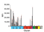 Thumbnail of Receptor binding specificity of A/New York/108/2016 (H7N2) influenza virus isolated from a human who experienced influenza-like illness after exposure to sick domestic cats at an animal shelter in New York, NY, USA, 2016. Figure indicates glycan microarray analysis. Colored bars represent glycans that contain α-2,3 sialic acid (SA) (blue), α-2,6 SA (red), α-2,3/α-2,6 mixed SA (purple), N-glycolyl SA (green), α-2,8 SA (brown), β-2,6 and 9-O-acetyl SA (yellow), and non-SA (gray). Erro