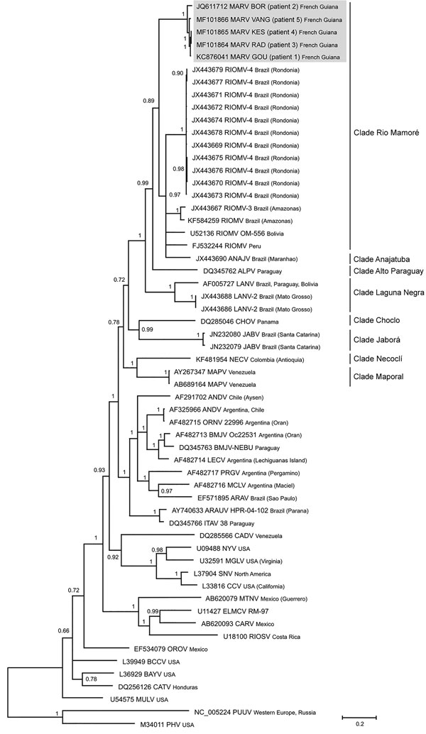 Phylogenetic tree based on the 1,308-bp fragment of the small (S) segment of 58 hantaviruses, including the 5 Maripa hantavirus isolates identified in French Guiana, 2008–2016 (gray shading). Tree was constructed by using the general time-reversible plus gamma distribution plus invariable site model of nucleotide evolution. GenBank accession numbers of viruses are indicated. Support for nodes was provided by the posterior probabilities of the corresponding clades. All resolved nodes have posteri