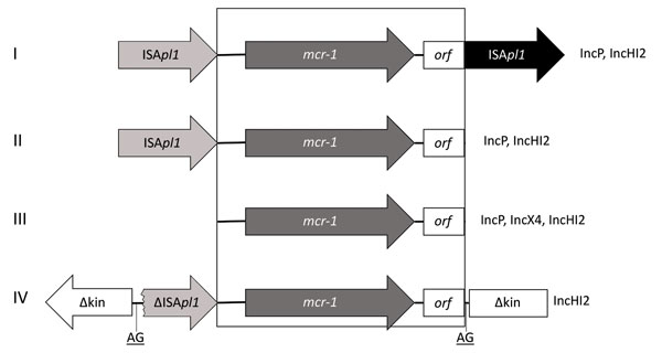 Genetic environments associated with the mcr-1 (mobile colistin resistance 1) gene detected in select Enterobacteriacae isolates from pigs, Portugal, by PCR. I) 1 copy of ISApl1 associated with mcr-1 in 5′ region; II) 2 copies of ISApl1 in 5′ and 3′ regions of mcr-1; III) no copy of ISApl1 associated with mcr-1; IV) truncated copy of ISApl1 associated with mcr-1 in 5′ region inserted in a kinase gene. IS, insertion sequence; orf, open reading frame.