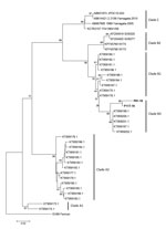 Thumbnail of Molecular characterization of enterovirus D68 strains from Argentina, 2016, compared with reference strains from GenBank. Tree based on phylogenetic analyses of partial viral protein 1 genomic region (nucleotide positions 2554–2799, corresponding to the Fermon strain). Bold indicates strains detected in this study (GenBank accession nos. MF445419–20). We generated trees using the neighbor-joining method, as implemented in MEGA 6 software (http://www.megasoftware.net). Bootstrap valu
