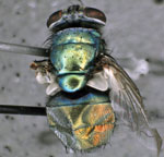 Thumbnail of Green bottle fly (Lucila sericata), caught inside home of patient with septicemia and wound myiasis in Washington, USA. The fly laid eggs inside a sterile container, and  Wohlfahrtiimonas spp. were isolated from a larva hatched from these eggs. Photo courtesy of T. Whitworth.