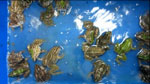 Thumbnail of Diseased frogs sampled at Yiyang, Hunan Province, China. The diseased frogs had symptoms including neurologic signs of torticollis, disorientation, and agitation or lethargy.