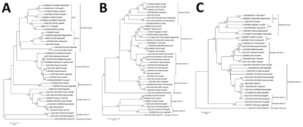 Phylogenetic analysis of Crimean-Congo hemorrhagic fever virus from patient in Spain, 2016, compared with reference sequences. A) Small segment (1,450 bp); B) medium segment (4,497 bp); C) large segment (11,829 bp). Trees were generated with the neighbor-joining method with Kimura 2-parameter distances by using MEGA version 5.1 (http://www.megasoftware.net). Bootstrap confidence limits were calculated on the basis of 1,000 replicates; numbers on branches indicate bootstrap results. Triangles ind
