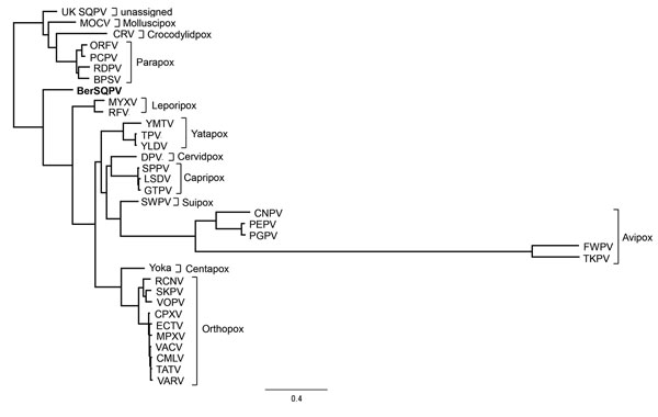 Phylogenetic position of BerSQPV (bold) from a red squirrel in Berlin, Germany, within the Chordopoxvirinae. We used MAFFT (13) to perform multiple alignments of all complete genome sequences within a species of the Chordopoxvirinae subfamily available in GenBank. The minimum pairwise identity found within any of these intraspecies alignments was 79.1%; the maximum pairwise identity of BerSQPV with any chordopoxvirus genome available was 47.1%. Because of this extreme difference in minimum pairw