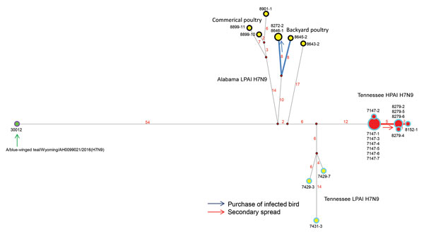 Median-joining phylogenetic network of influenza A(H7N9) viruses, United States, 2017. The median-joining network was constructed from concatenated H7N9 virus genomes containing all 8 segments. This network includes all the most parsimonious trees linking the sequences. Each unique sequence is represented by a circle sized relative to its frequency in the data set. Isolates are colored according to the sample: red inner circle represents HPAI in poultry, yellow inner circle represents LPAI in po