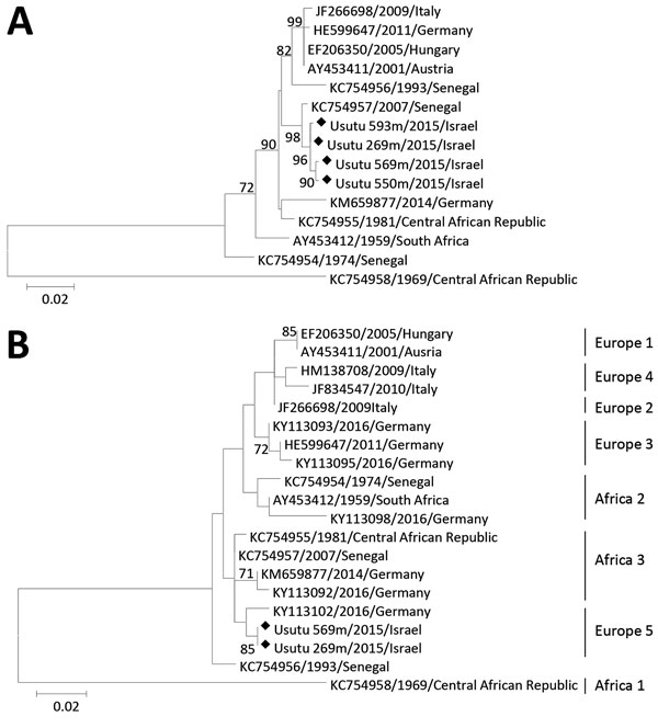 Phylogenetic tree of Usutu virus strains, Israel, 2014–2015. A) Structural protein genes. B) Nonstructural protein 5 genes. Analysis was conducted by using the maximum-likelihood method implemented in MEGA 6.0 software (http://www.megasoftware.net/). Robustness of branching pattern was tested by using 1,000 bootstrap replications. Percentage of successful bootstrap replicates is indicated at nodes (only values &gt;70% are shown). Diamonds indicate virus strains sequenced in this study. Reference