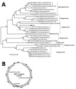 Thumbnail of Analysis of equine parvovirus genome. A) Phylogenetic tree showing relationship of EqPV-H to known parvoviruses in the nonstructural protein. GenBank accession numbers are provided. Scale bar indicates amino acid substitutions per site. B) Genomic organization of the EqPV-H episome (24). CSL, ;  EqPV-H, equine parvovirus hepatitis.
