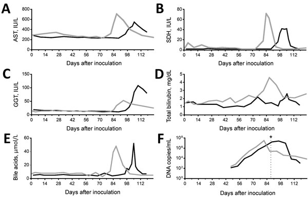 Kinetics of viremia and liver enzymes and time of seroconversion in 2 horses experimentally inoculated with equine parvovirus hepatitis. Gray line indicates horse 1; black line indicates horse 2. A) AST; B) SDH; C) GGT; D) total bilirubin; E) bile acids; F) DNA copies. Asterisk indicates time of seroconversion. AST, aspartate aminotransferase; GGT, γ-glutamyltransferase. SDH, sorbitol dehydrogenase.