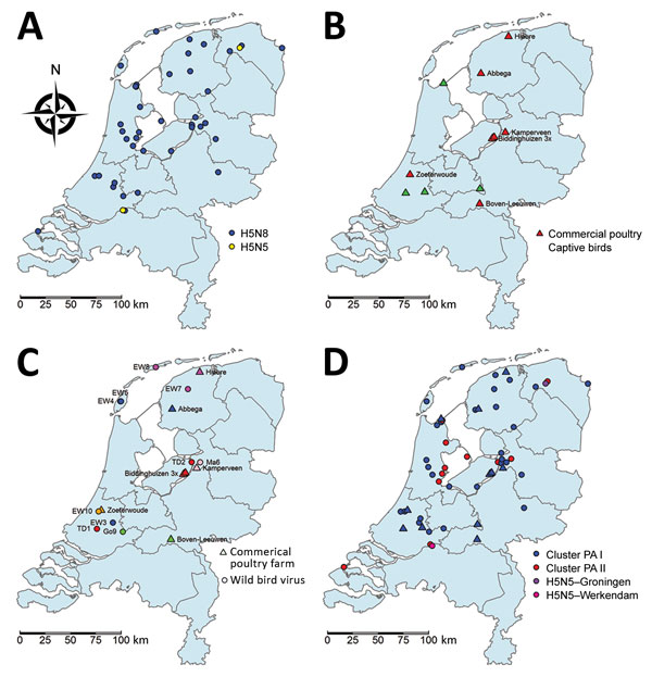 Geographic distribution of wild and captive birds and commercial poultry infected with highly pathogenic avian influenza A virus, the Netherlands, 2016. A) Location of dead wild birds infected with highly pathogenic avian influenza A virus subtypes H5N8 and H5N5; B) location of commercial poultry farms and captive birds infected with H5N8; C) location of H5N8-affected commercial poultry farms (open triangles), with the most identical wild bird viruses (open circles) shown in similar colors (wild