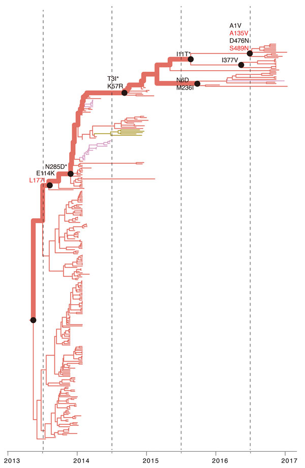 Reconstruction of amino acid changes along trunk of lineage C phylogenies of influenza A(H7N9) viruses, China. Maximum clade credibility tree of hemagglutinin gene sequences from lineage C is shown. Branches are colored according to geographic locations, as in Figure 3. Thicker lines indicate the trunk lineage leading up to the current fifth influenza epidemic wave. Amino acid changes along the trunk are indicated. Red branches indicate sites undergoing parallel amino acid changes across multipl