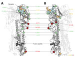 Thumbnail of Structural analysis of amino acid changes in hemagglutinin in lineages B and C of influenza A(H7N9) viruses, China. Crystal structure of the homotrimeric H7 hemagglutinin bound to a human receptor analog (Protein Data Bank no. 4BSE) (27) (A) and rotated 90° counterclockwise (B) are shown. Two of the 3 protomers are displayed with high transparency to aid visualization. The carbon Cα positions of salient features are shown as spheres. Blue indicates receptor-binding residues, red ind