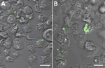 Thumbnail of Representative fluorescent confocal images of (A) Acanthamoeba castellanii (B) and Dictyostelium discoideum after experimental co-culture with Yersinia pestis (CO92 pgm+, pCD1, pGFPuv, amp+) and removal of extracellular bacteria. After co-culture of ameba trophozoites and Y. pestis, we determined the prevalence and intensity of bacterial uptake by manual counting of amebae by using z-stack fluorescent confocal microscopy and averaging across 15 fields per replicate of each ameba spe