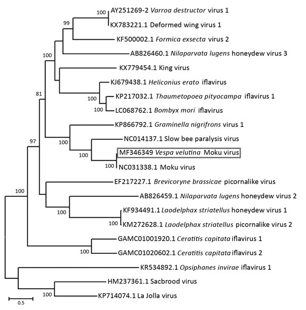  Figure. Evolutionary relationships of Moku virus generated from a pool of 5 female and 5 male Asian hornets (Vespa velutina) collected in Belgium in 2016 (box) compared with representative members of the genus Iflavirus, based on the maximum-likelihood phylogeny of the polyprotein sequences. The phylogenetic analysis was performed using MEGA6 (10) and the LG substitution model, as determined by a model selection analysis. Bootstrap percentages &gt;70% (from 500 resamplings) are indicated at eac