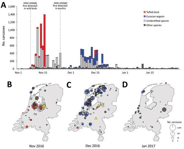 Spatiotemporal pattern of wild bird deaths during an outbreak of HPAI A(H5H8) virus, the Netherlands, November 2016–January 2017. A) Outbreak chronology in tufted duck (red); Eurasian wigeon (blue); unidentified carcasses (light gray), probably also mostly tufted duck and Eurasian wigeon; and all other species combined (dark gray). Dashed vertical lines depict the first detections in wild birds and in poultry in the Netherlands. B–D) Spatial overview of the reported cumulative number of deaths i