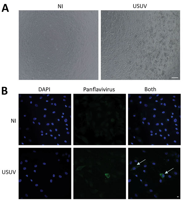 Cerebrospinal fluid sample of a 39-year-old man in Montpellier, France, infected with USUV who had an atypical neurologic presentation. The sample was amplified for 6 days on C636 cells, and the supernatant was used to infect Vero cells or primary human astrocytes. A) Cytopathic effect (presence of adherent dead cells and absence of heaps; all dead cells were scattered) was observed at day 5 postinfection of a Vero cell culture. Scale bar indicates 100 μm. B) Mock or infected primary human astro