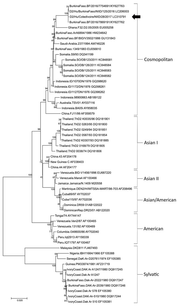 Comparison of dengue virus type 2 from a patient returning from Abidjan, Côte d’Ivoire, to Japan (arrow) with reference dengue virus sequences. Virus lineages are shown on right. Phylogenetic trees were constructed by using the neighbor-joining method. The maximum composite likelihood method was used, and rates among sites were uniform. Analyses were performed by using MEGA6 software (http://megasoftware.net). Scale bar indicates substitutions per nucleotide position.