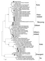 Thumbnail of Phylogenetic tree of nucleotide sequences of partial Orientia tsutsugamushi 56-kDa type specific antigen encoding genes obtained from rodents and chiggers in Chonburi Province, Thailand, 2013 (black circles). Tree was constructed by neighbor-joining on the basis of the Kimura 2-parameter model and maximum-likelihood methods using the general time reversible model. Bootstrapping for 1,000 replications was included in all phylogenetic tree constructions. No difference in tree topology