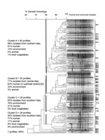 Thumbnail of Dendrogram of 182 pulsed-field gel electrophoresis–based profiles of Salmonella enterica serovar Napoli strains isolated from human, environmental, animal, and food samples in Italy, 2011–2015. Four main clusters matched with the 3 main geographic areas in Italy (cluster A in northern Italy, cluster B in central Italy, and clusters C and D in southern Italy). Genetic analysis was based on 80% homology. Human strains (n = 122) are indicated by a solid vertical line. e indicates envir