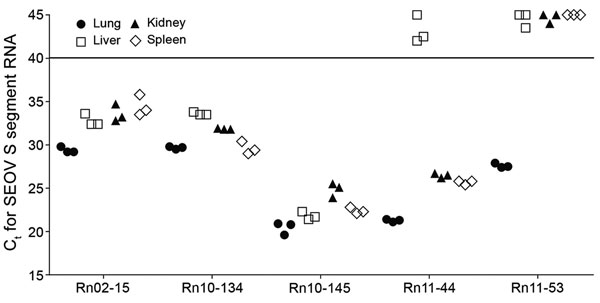 Measurement of SEOV RNA loads in different tissues of Rattus norvegicus rats
