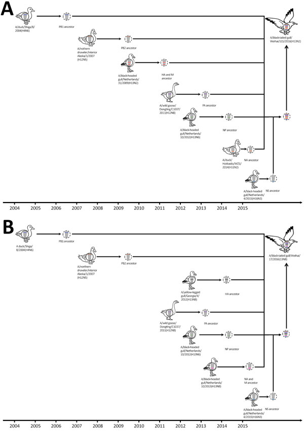 Hypothetical evolutionary pathway of avian inﬂuenza viruses of H13N2 (A) and H13N8 virus (B) subtypes isolated from black-tailed gulls in eastern China, 2016. Gene segments are colored according to their origin. Dashed virions indicate unidentified viruses. HA, hemagglutinin; M, matrix protein; NA, neuraminidase; NP, nucleoprotein; NS, nonstructural protein; PA, polymerase acidic protein; PB, polymerase basic protein.