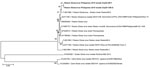 Thumbnail of Phylogenetic tree (neighbor-joining) of the full genomes of Ebola viruses and comparison to the Reston 2015 viruses DrpZ52BF (GenBank accession no. MF540570) and DrpZ210BG (GenBank accession no. MF540571) produced by using MEGA 6 software (https://www.megasoftware.net). Bold text indicates the genomes being sequenced. Numbers along branches indicate bootstrap values. Scale bar indicates nucleotide substitutions per site.